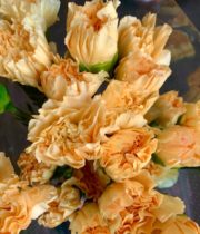 Carnations, Specialty-Minami