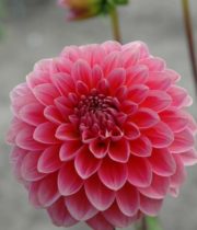 Dahlia Tuber, Pink Runner