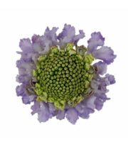 Cotton Candy Scoop Scabiosa - Florabundance Wholesale Flowers