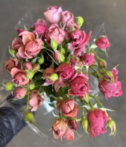 Rose Garden Spray, Wabara Aoi Fuga-CA