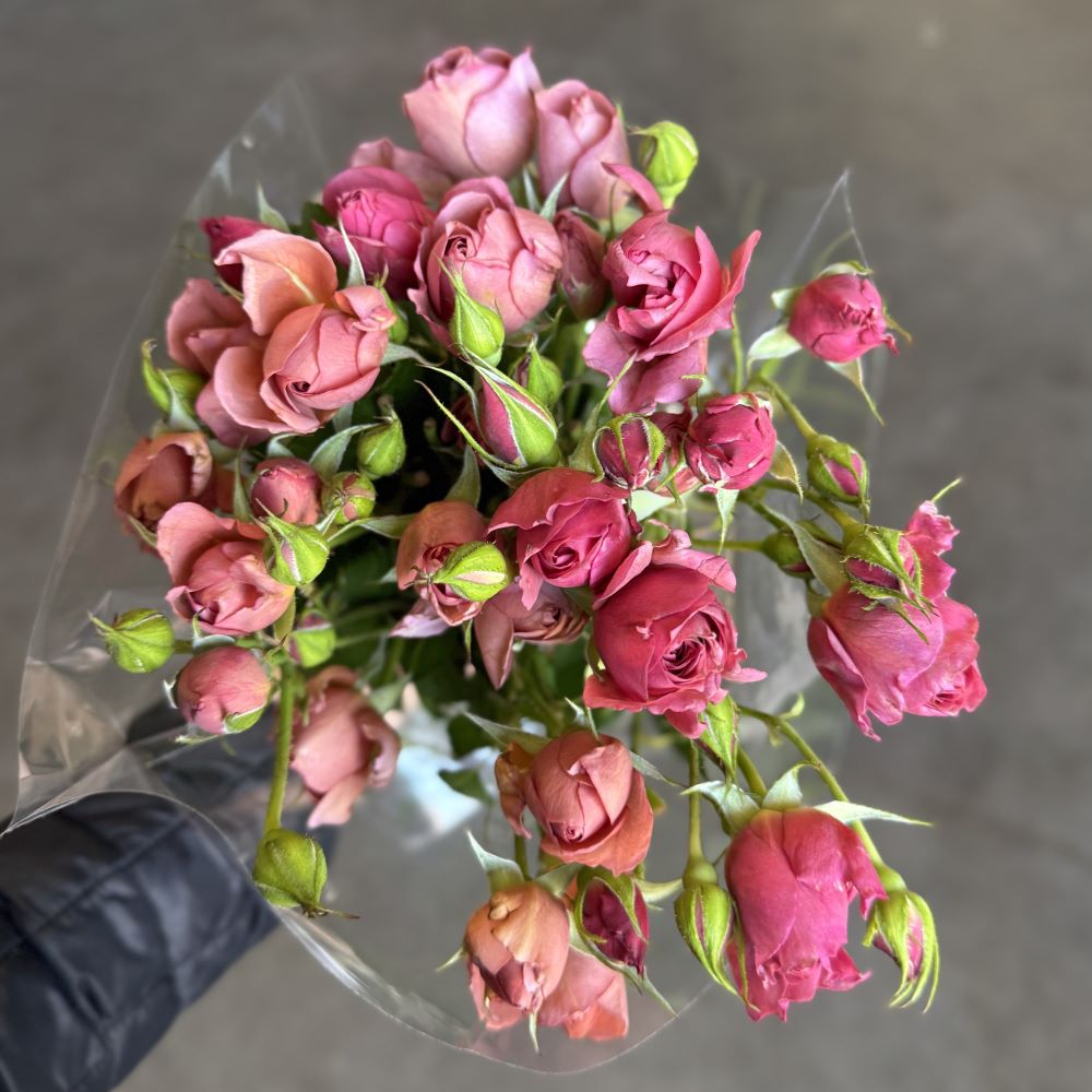 Wabara Aoi Fuga garden spray roses