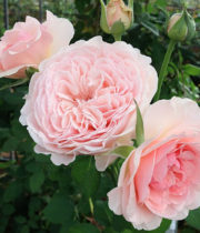 Rose Garden, Wabara Senlitsu-CA