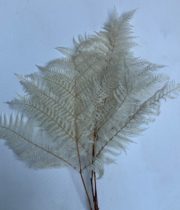 Dried Leather Leaf-bleached
