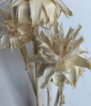 Dried Plumosum Leucadendron-bleached
