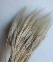 Dried Wheat-bleached