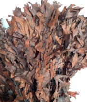 Dried Oak-chocolate