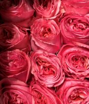 Pink Gems and Magnolia Flowers Fragrance Oil — Oasis Oils