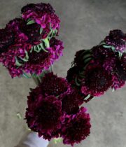 Scabiosa, Red Velvet Scoop-purple