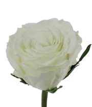 Paper Flower: Rose — Thistle & Bess