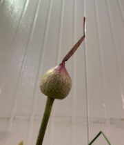 Allium Pods