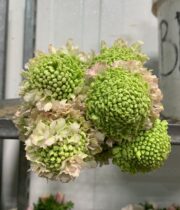 Dried Bleached Scabiosa Pods - Florabundance Wholesale Flowers