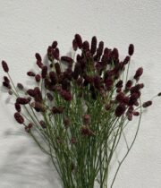 Sanguisorba-red