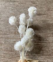 Dried Scabiosa Pods-bleached