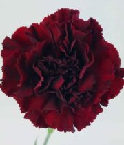 Carnations-burgundy