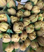 Tulips, Double-Belle Epoque