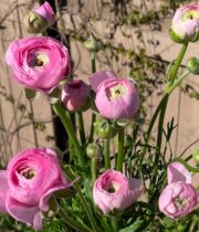 Ranunculus, California-light Pink