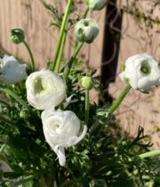 Ranunculus, California-white