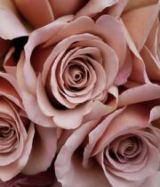 Dusty Pink Colored Wholesale Flowers & Bulk Wedding Flowers