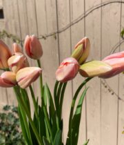Tulips, French-peach