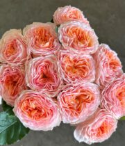 Rose Garden, Georgia Peach-CA