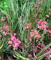 Grevillea, Flowering-red
