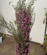 Kunzea, Flowering-pink