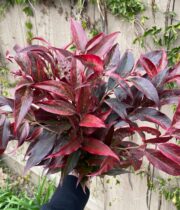 Leucothe Foliage-red