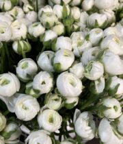 Ranunculus CA white