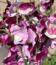 Sweet Peas, Japanese-purple/lavender