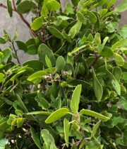 Branch, Manzanita W/leaves 4′