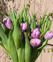 Tulips, Double-purple