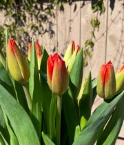 Tulips, Greenhouse-red/orange