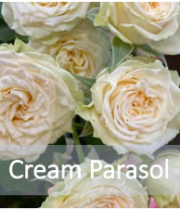 Rose Spray, Cream Parasol-CA