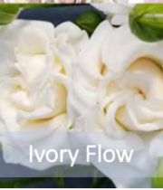 Rose Spray, Ivory Flow-CA