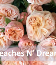 Rose Garden Spray, Peaches N’ Dream-CA