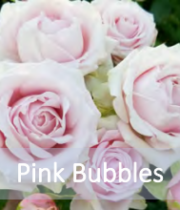 Rose Garden Spray, Pink Bubbles-CA