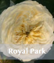 Rose Garden Spray, Royal Park-CA