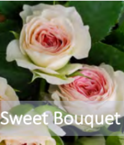 Rose Spray, Sweet Bouquet-CA
