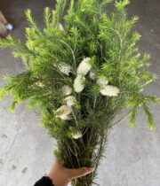 Leucadendron, Honey Bracelet With Cream Flowers