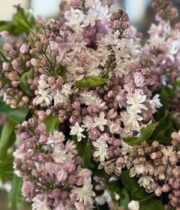 Lilac, California-pink