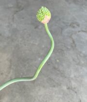 Allium, Snake Ball