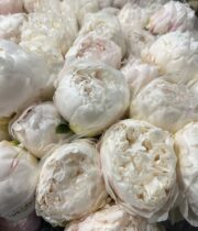 Peony, Bowl of Cream-white/cream