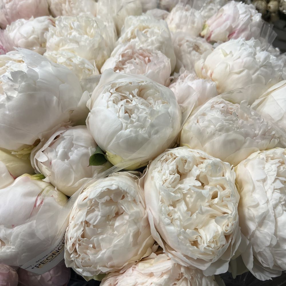 Peony deluxe white cream