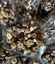 Dried Mini Poppy Pods