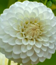 Dahlia Tuber, Boom Boom