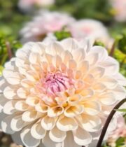 Dahlia Tuber, Sweet Natalie