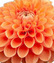 Dahlia Tuber, Sylvia