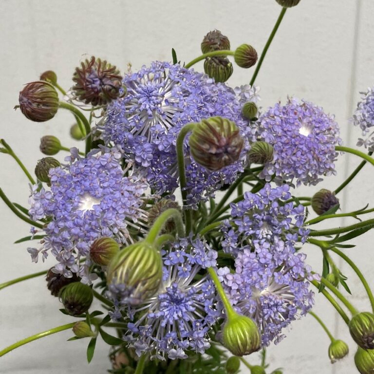 Blue Lace Florabundance Wholesale Flowers