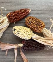 Corn, Ornamental-Indian