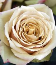 Juliet Garden Roses - Florabundance Wholesale Flowers